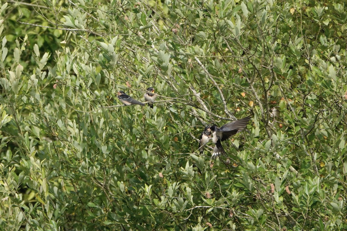 Barn Swallow - ML620819058