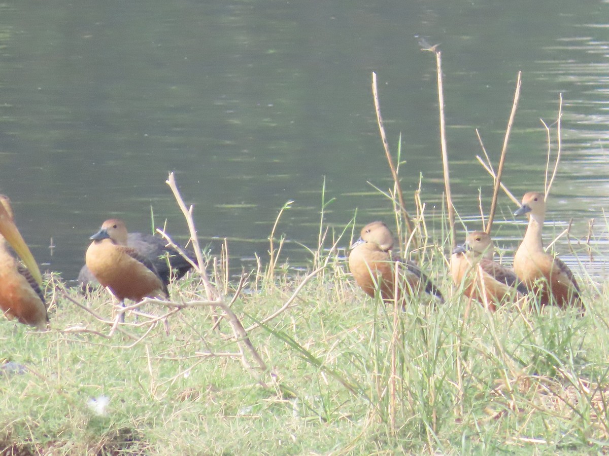 Lesser Whistling-Duck - ML620819060