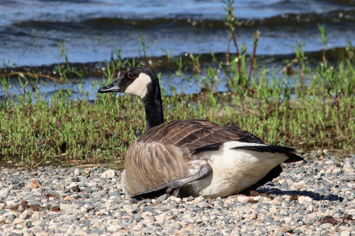 Canada Goose - James Teitgen