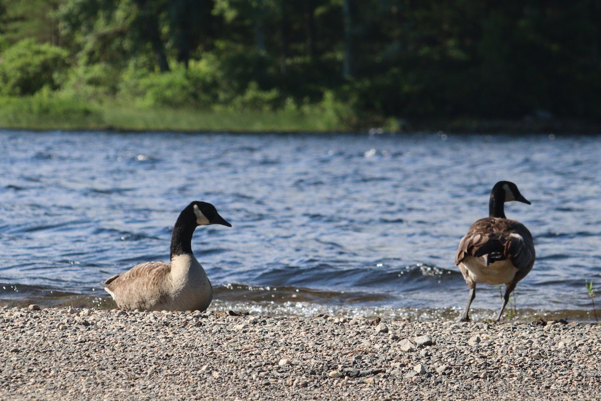 Canada Goose - ML620819068