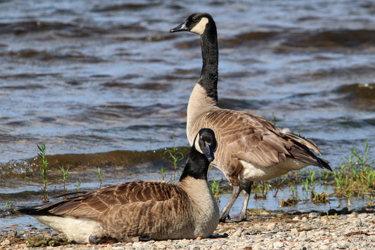 Canada Goose - ML620819071