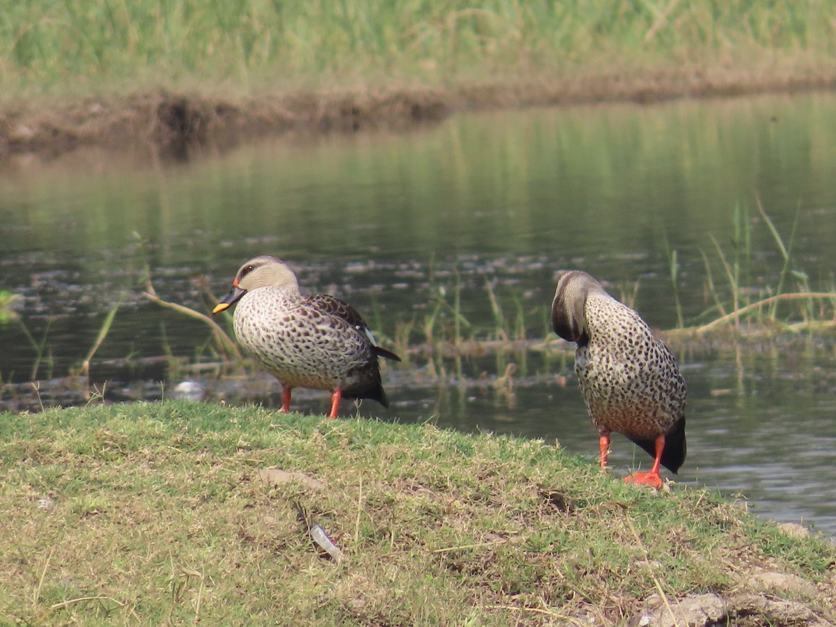 Indian Spot-billed Duck - ML620819073