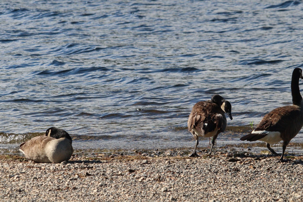 Canada Goose - ML620819074