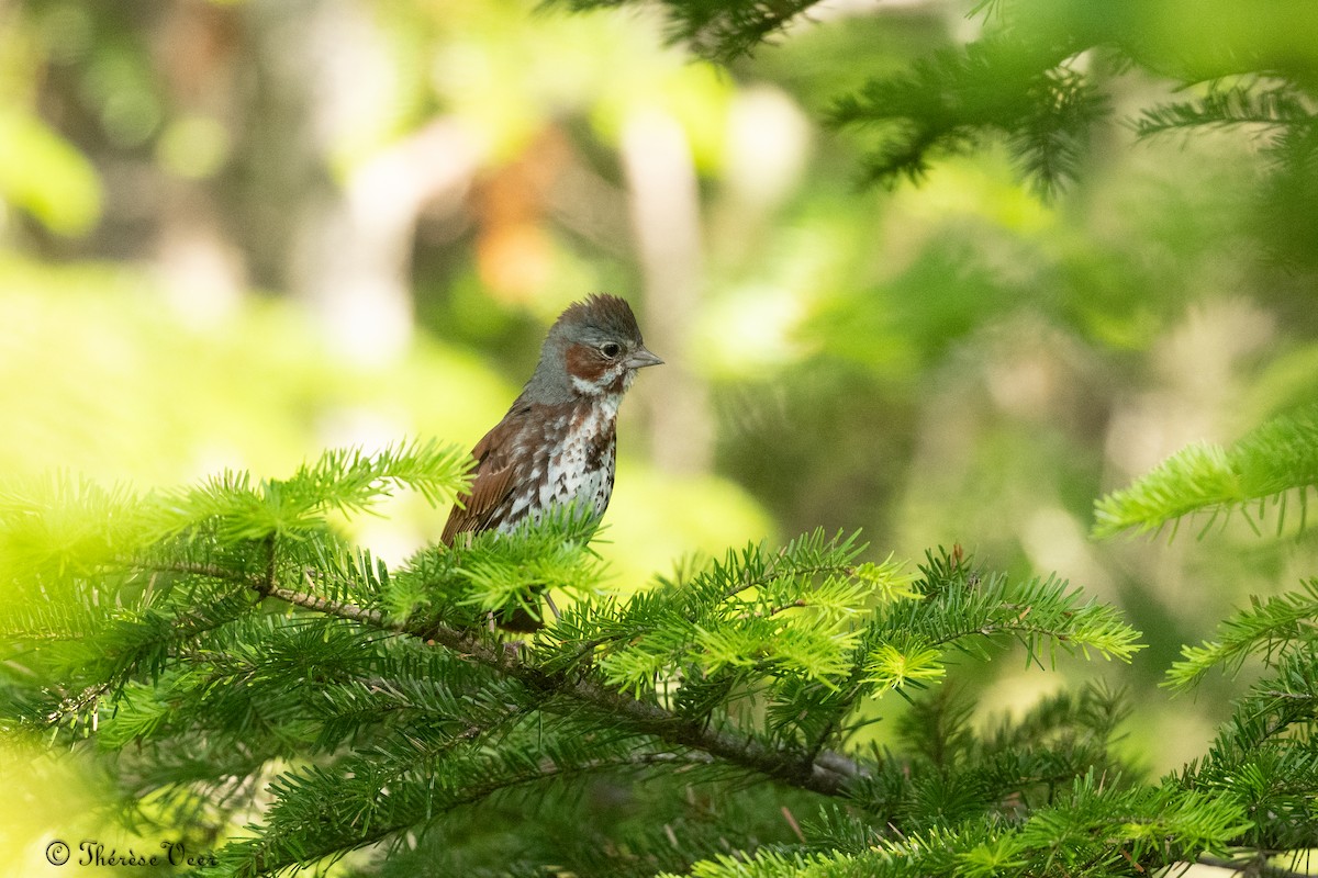 Fox Sparrow - ML620819076