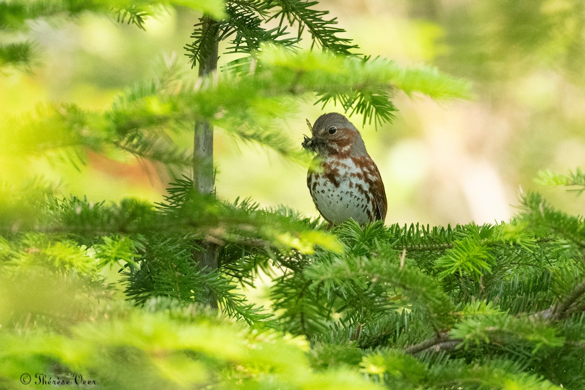 Fox Sparrow - ML620819077