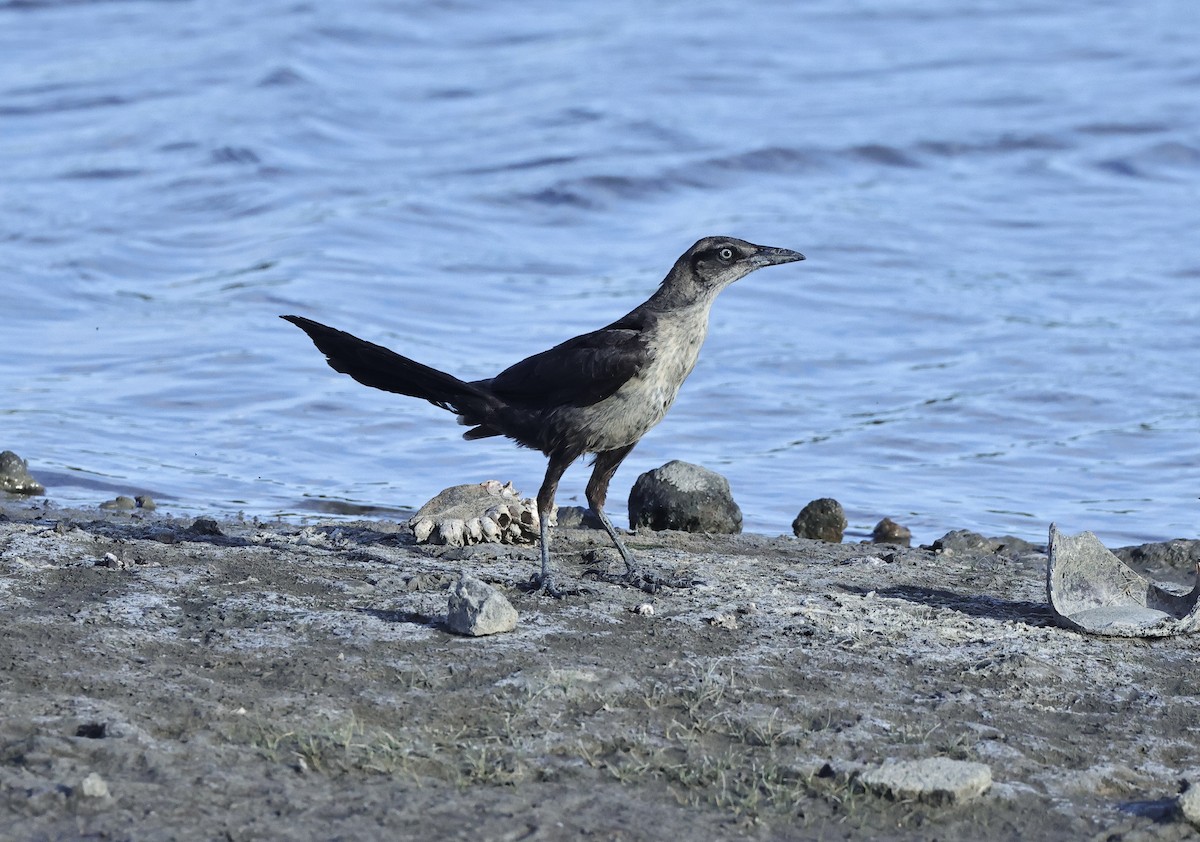 Great-tailed Grackle - ML620819079