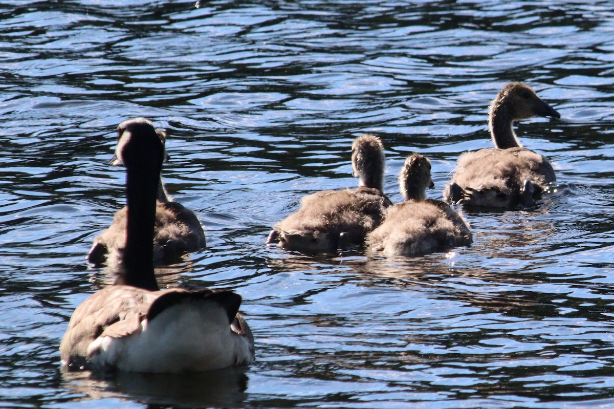 Canada Goose - ML620819083