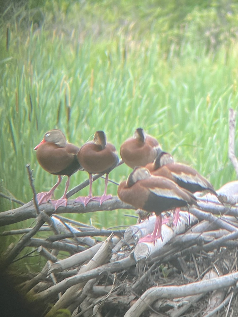 Black-bellied Whistling-Duck - ML620819087