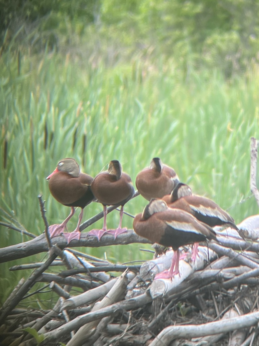 Black-bellied Whistling-Duck - ML620819090