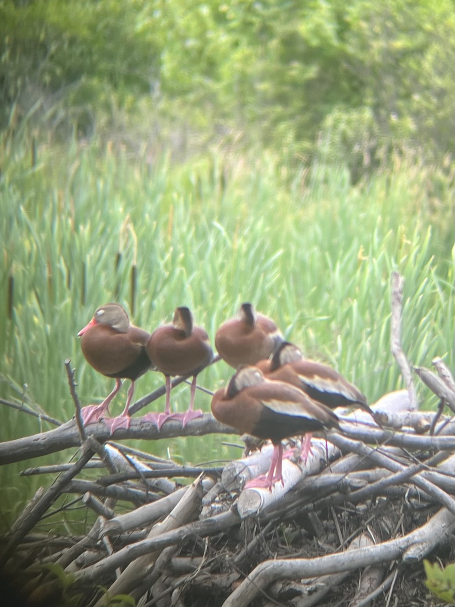 Black-bellied Whistling-Duck - ML620819091