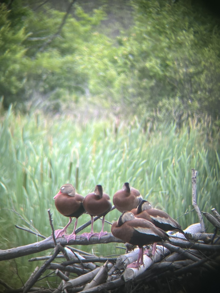 Black-bellied Whistling-Duck - ML620819092