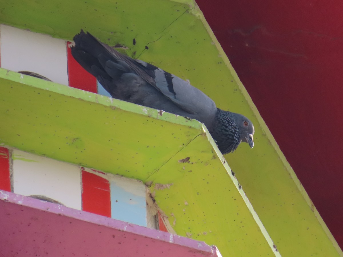 Rock Pigeon (Feral Pigeon) - ML620819102