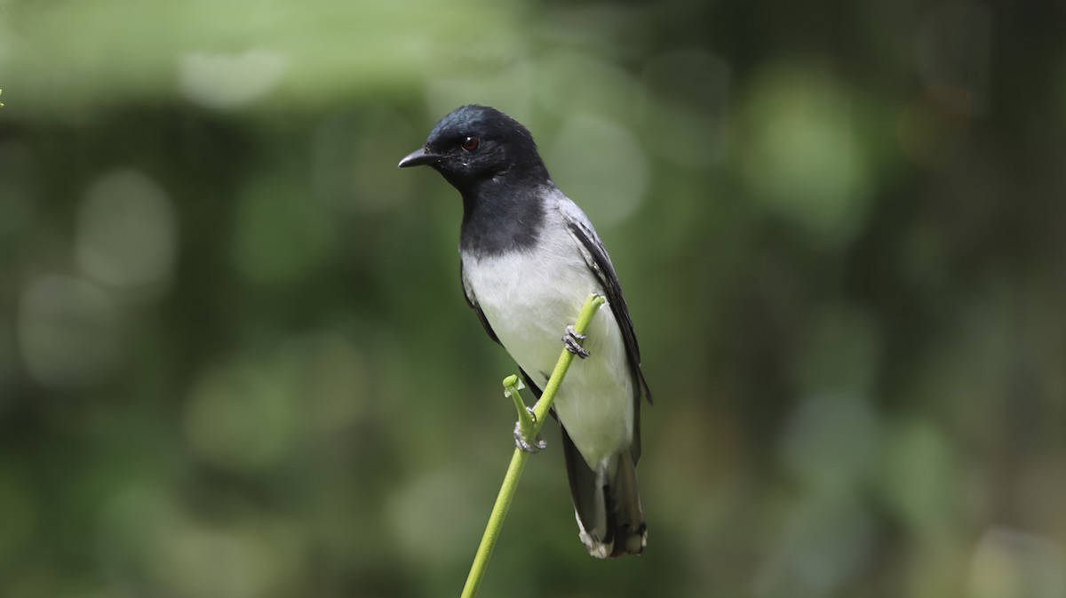 Black-headed Cuckooshrike - ML620819104