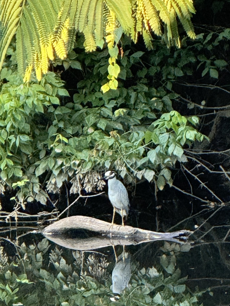 Yellow-crowned Night Heron - ML620819112