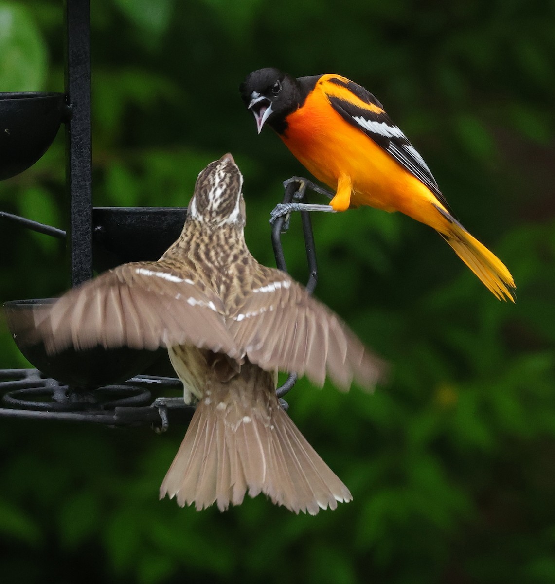 Rose-breasted Grosbeak - cyndi jackson