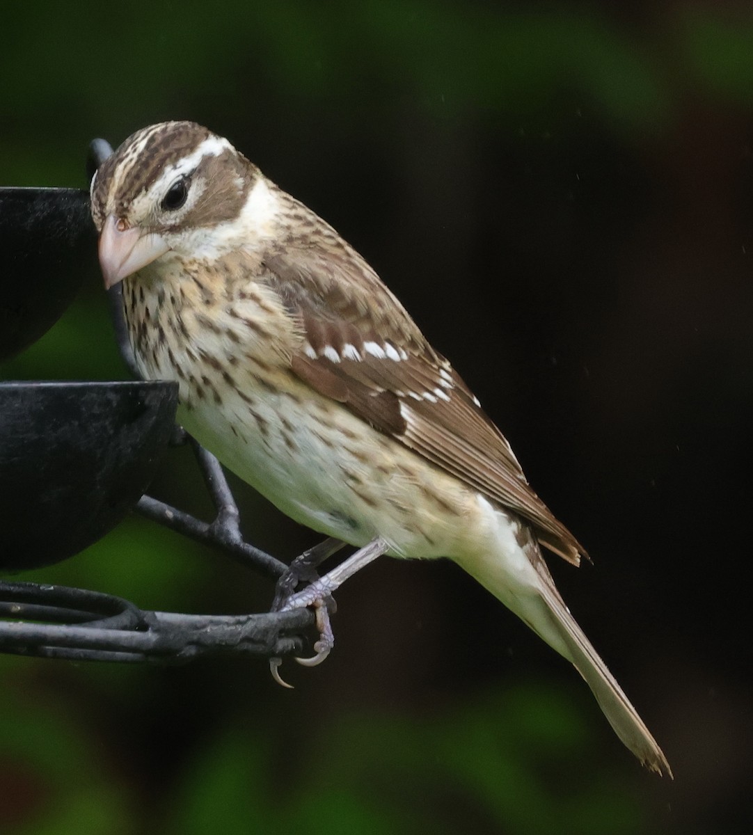 Rose-breasted Grosbeak - ML620819115