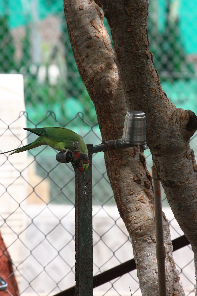 Rose-ringed Parakeet - ML620819119