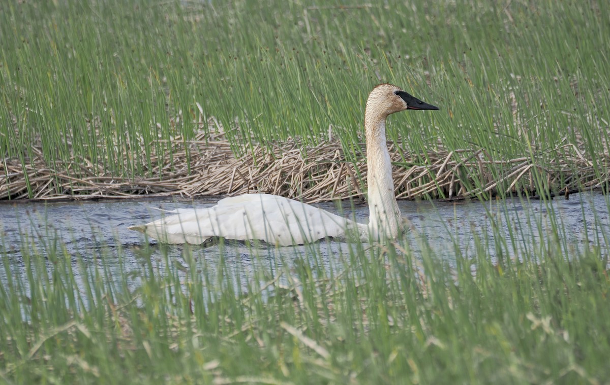 Trumpeter Swan - ML620819125