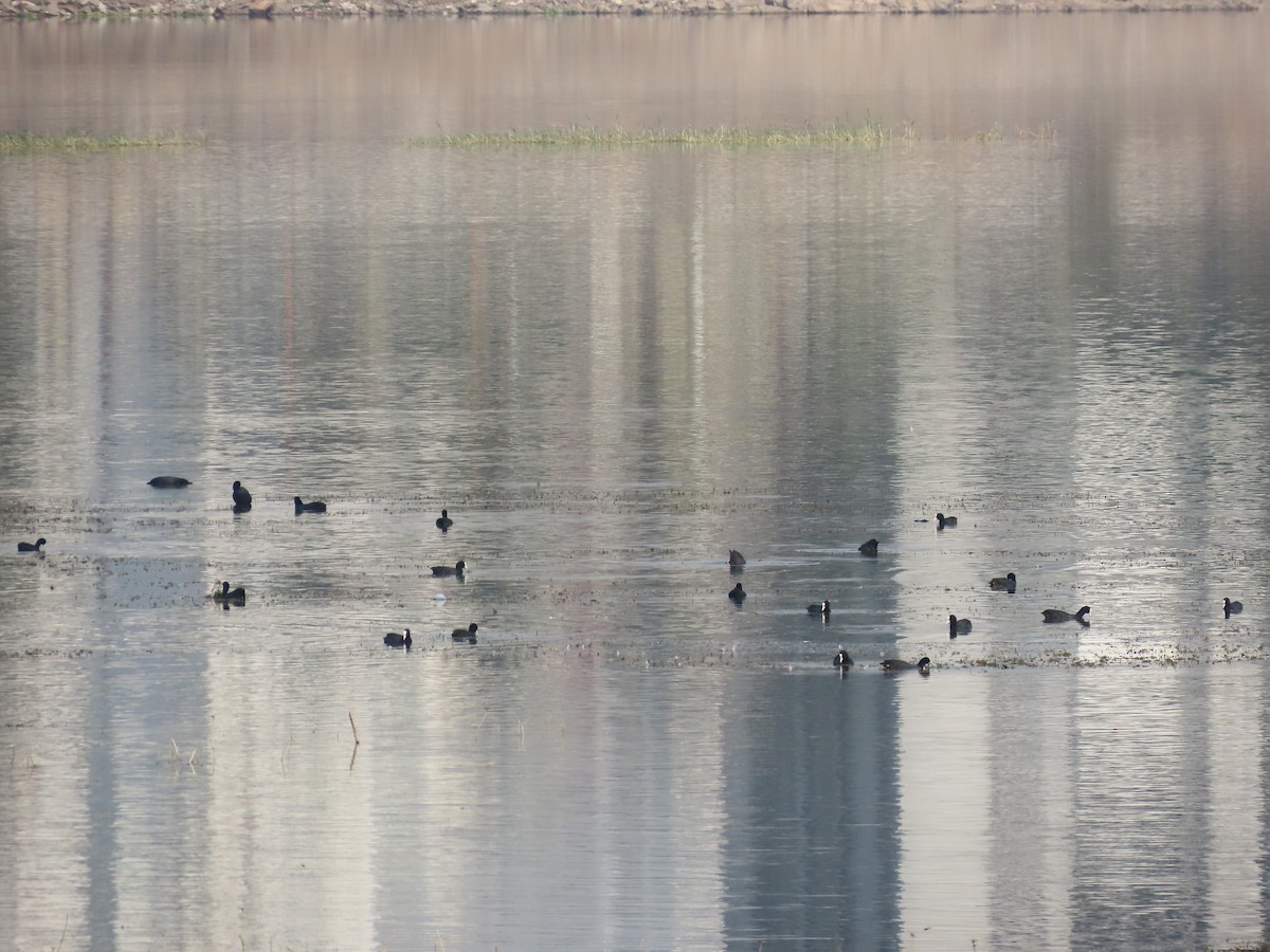 Eurasian Coot - ML620819126