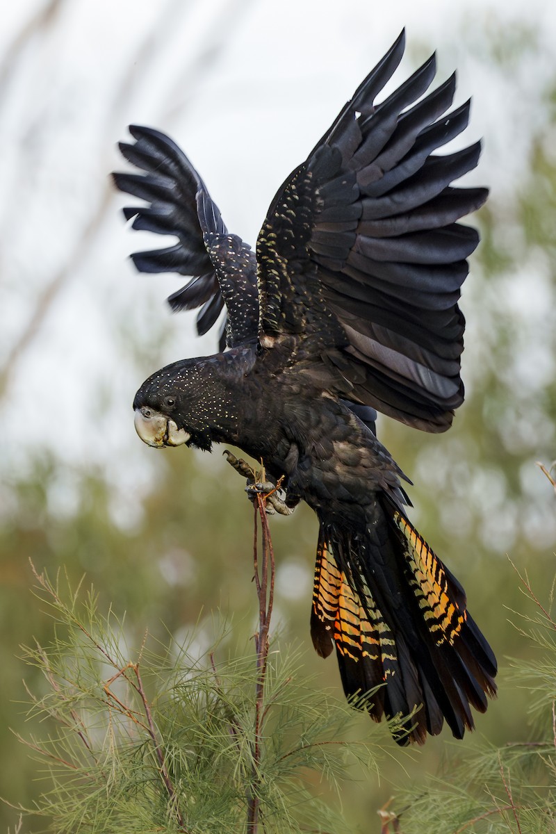 Red-tailed Black-Cockatoo - ML620819132