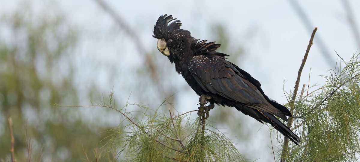 Red-tailed Black-Cockatoo - ML620819133