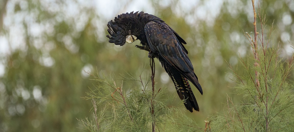 Red-tailed Black-Cockatoo - ML620819134