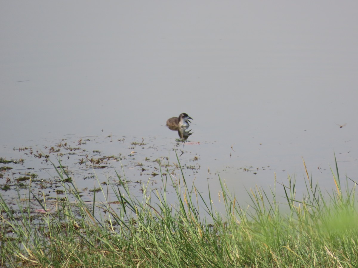 Eurasian Coot - ML620819138