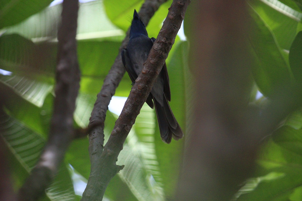 Black-naped Monarch - ML620819140