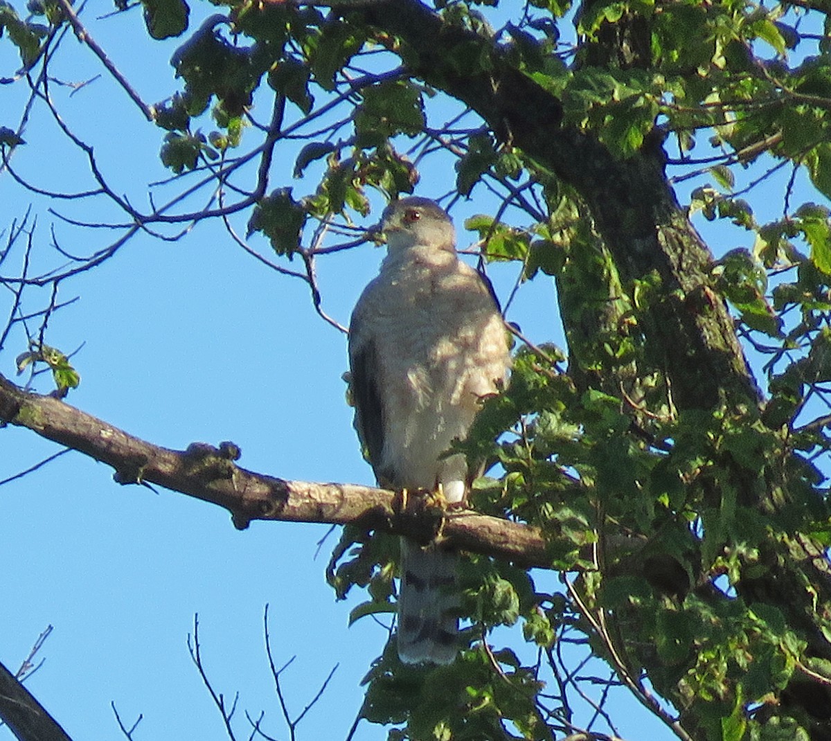 Cooper's Hawk - ML620819143