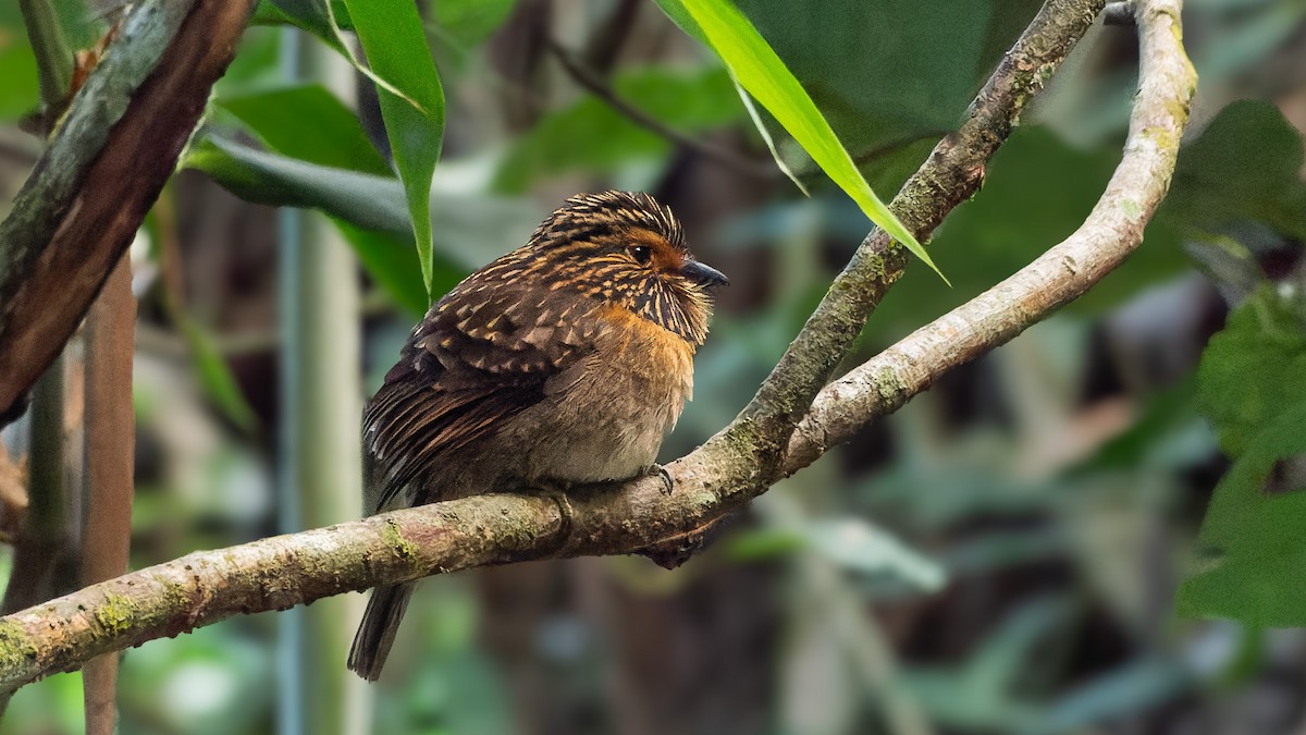 Crescent-chested Puffbird (Greater) - ML620819144