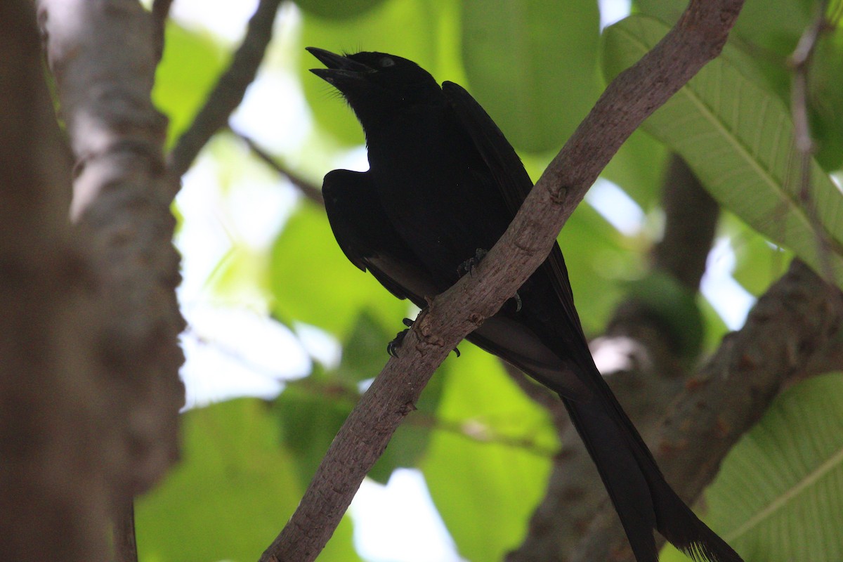 Black Drongo - ML620819146