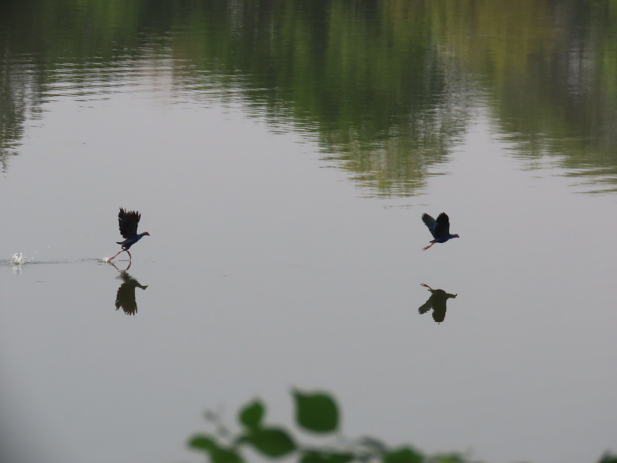 Gray-headed Swamphen - ML620819148