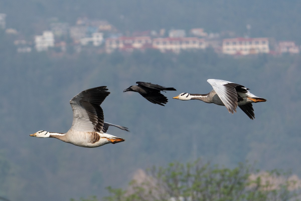 Bar-headed Goose - ML620819149