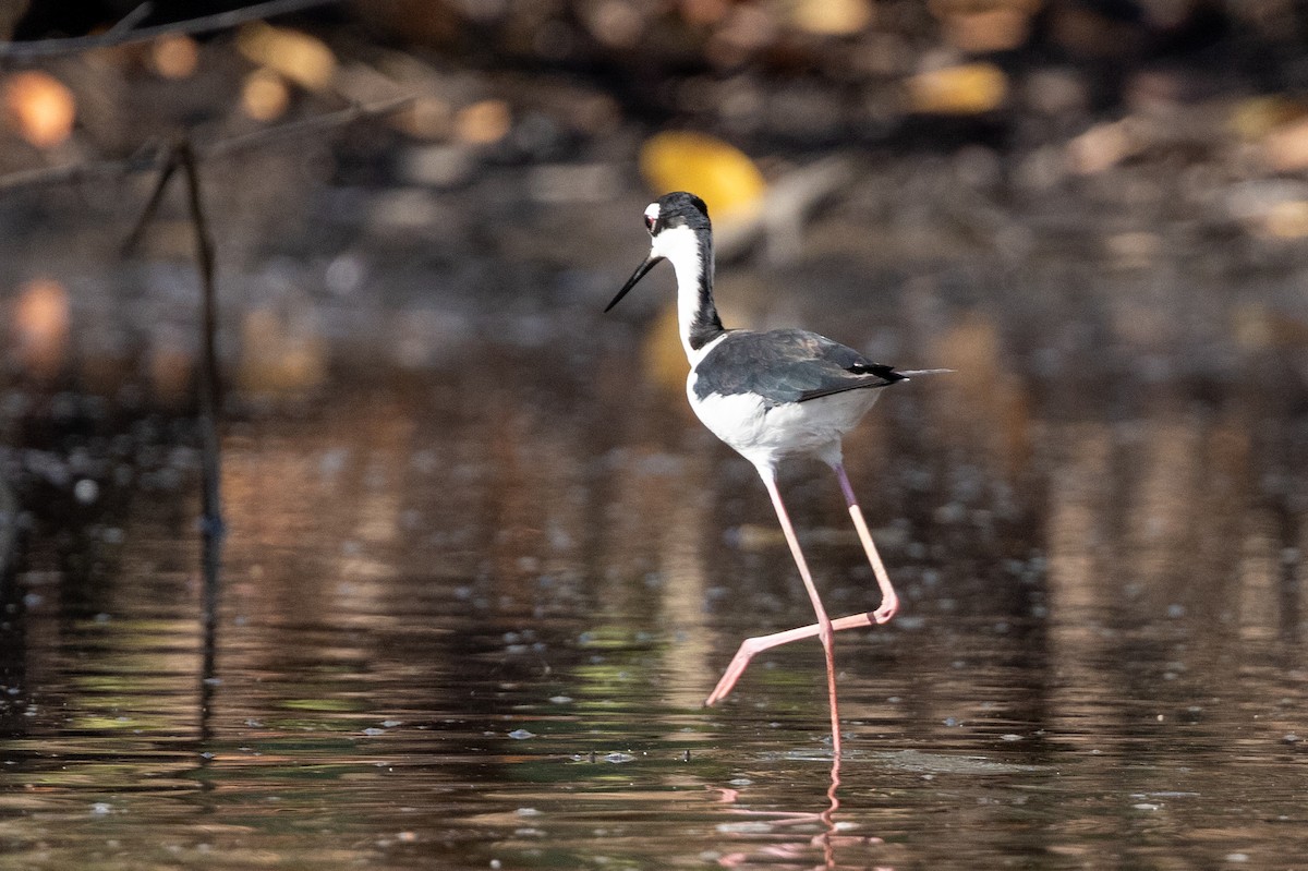 Black-necked Stilt - ML620819152