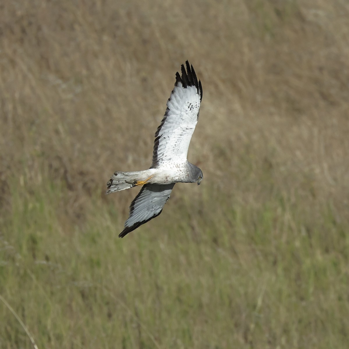 Northern Harrier - ML620819153