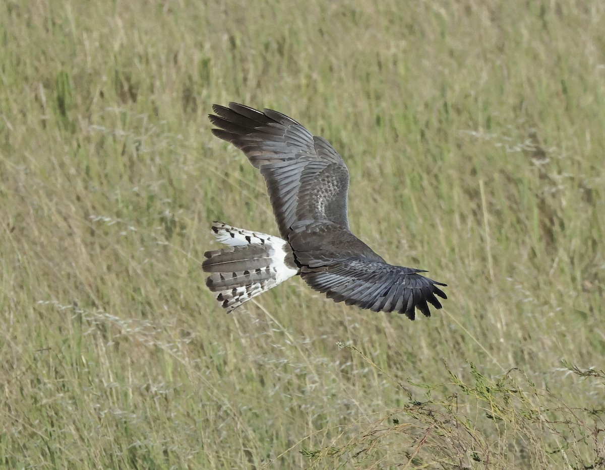 Northern Harrier - ML620819154