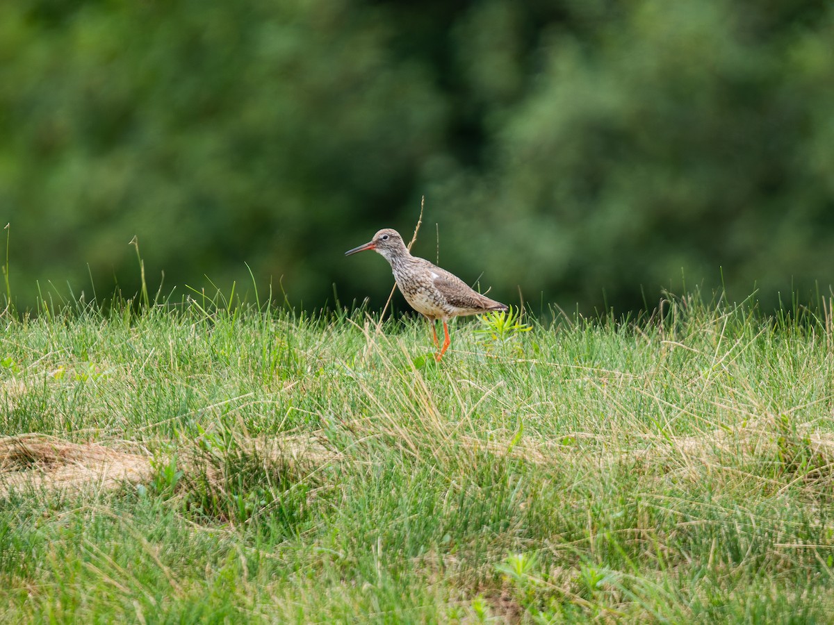 Common Redshank - ML620819156