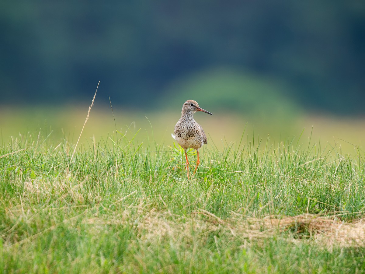 Common Redshank - ML620819159