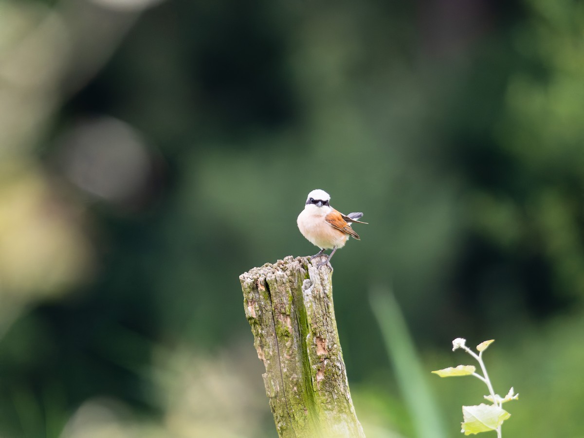 Red-backed Shrike - Mateusz G