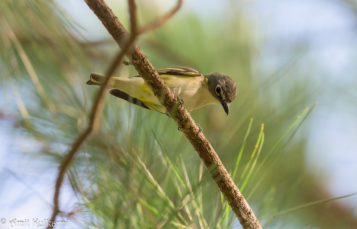 Blue-headed Vireo - ML620819164