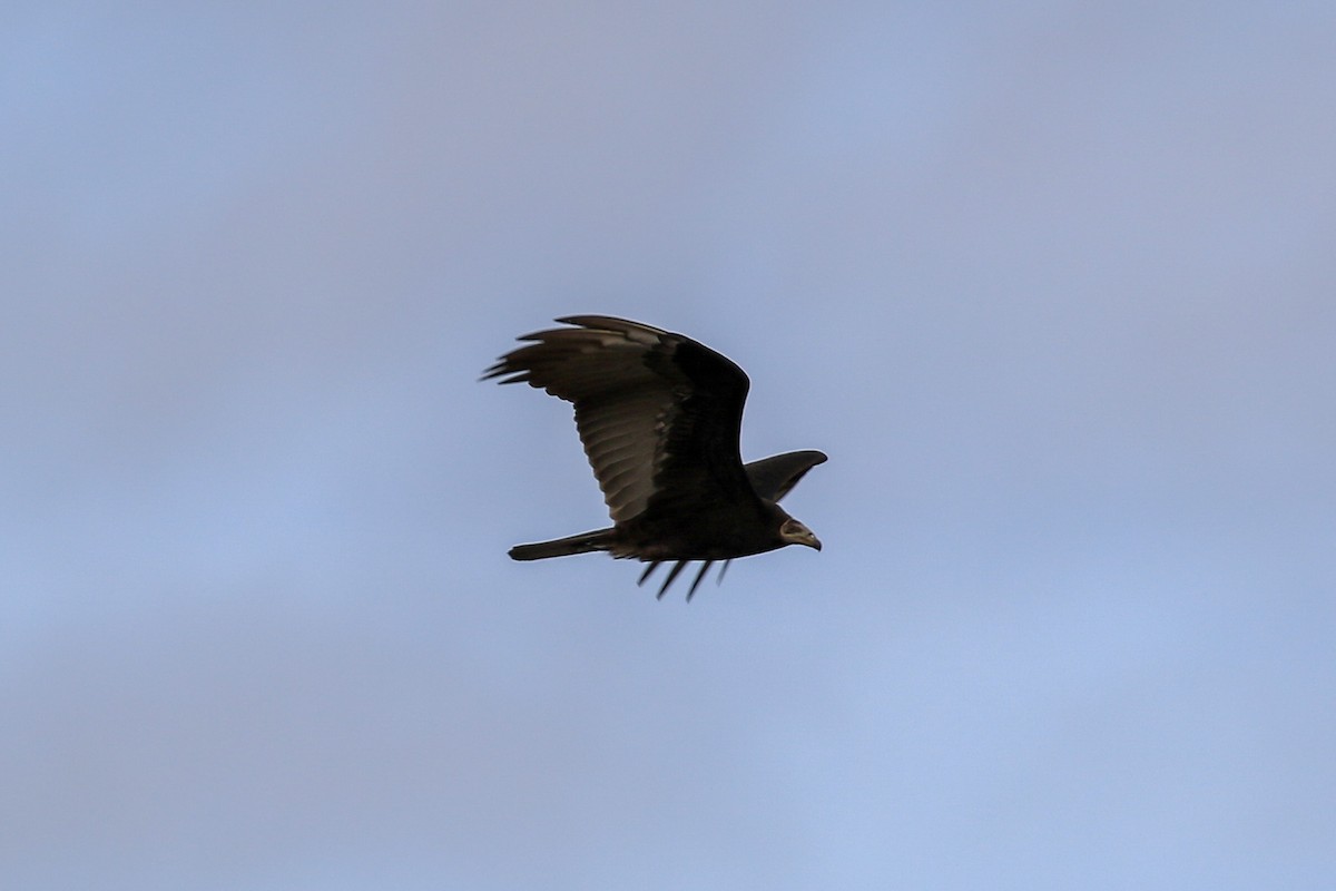 Lesser Yellow-headed Vulture - ML620819166