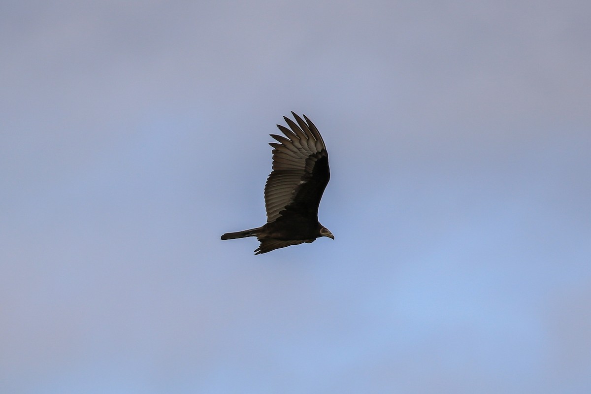 Lesser Yellow-headed Vulture - ML620819167