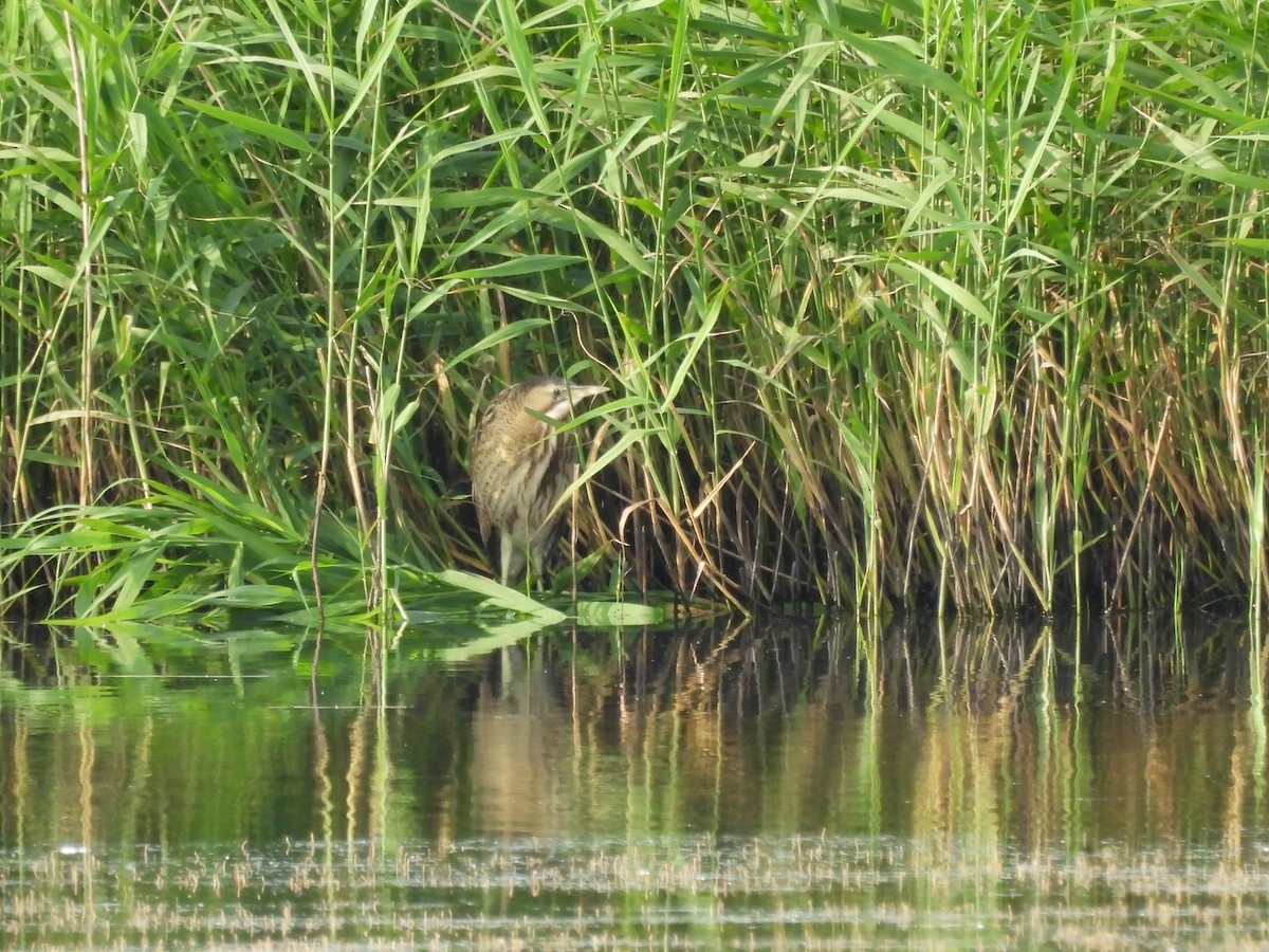 Great Bittern - ML620819178