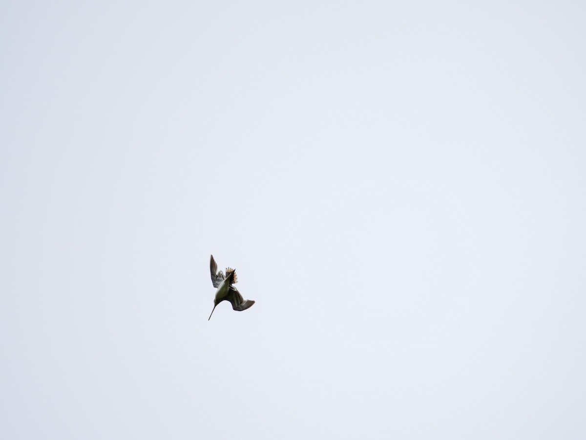 Common Snipe - ML620819180