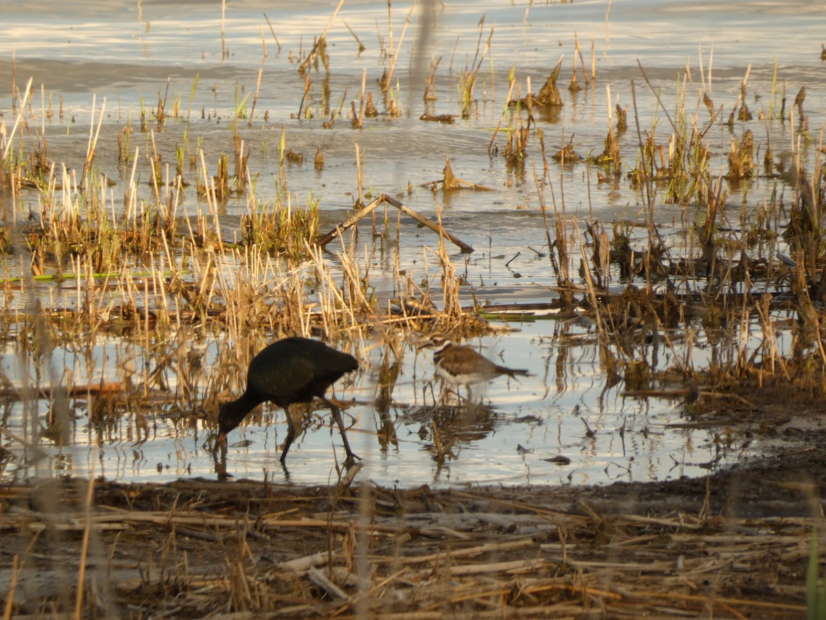 White-faced Ibis - ML620819181