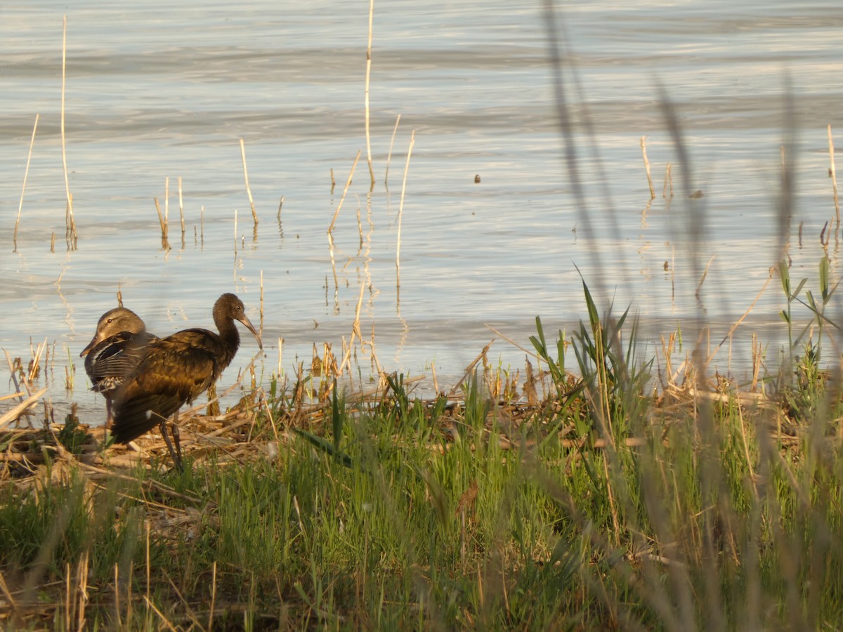 ibis americký - ML620819183