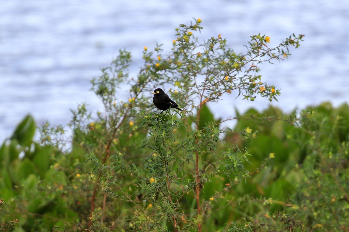 Spectacled Tyrant - ML620819184