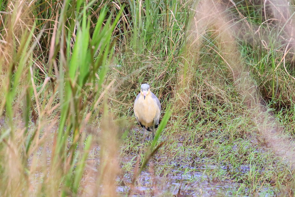 Whistling Heron - ML620819188