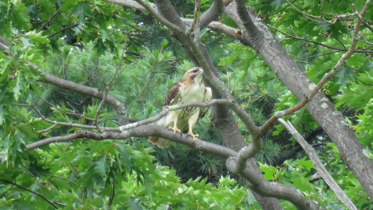 Red-tailed Hawk - ML620819189