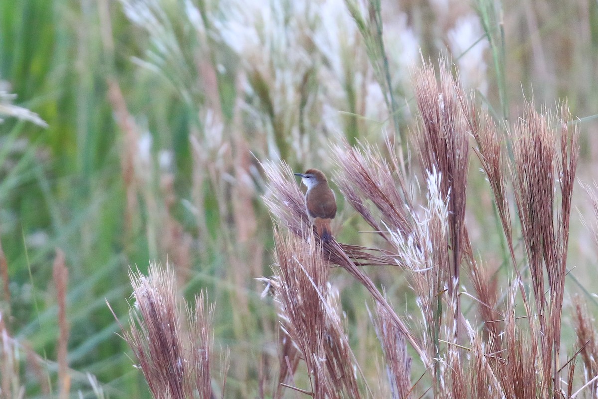 Yellow-chinned Spinetail - ML620819193